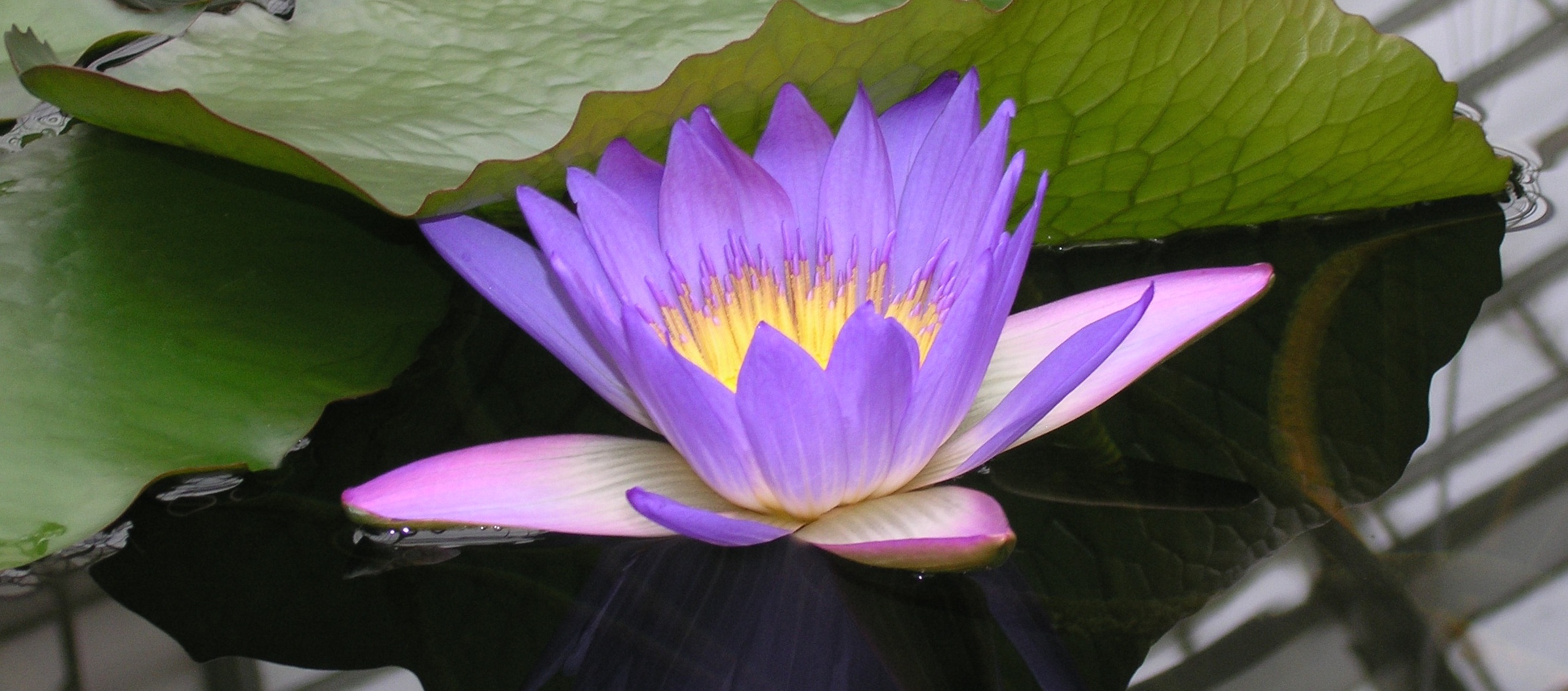 A blue lotus rising from still water